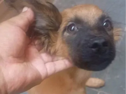 Cachorro raça SRD-ViraLata idade Abaixo de 2 meses nome Falar com Alejandro - Whats  54 9 11 3023-6571