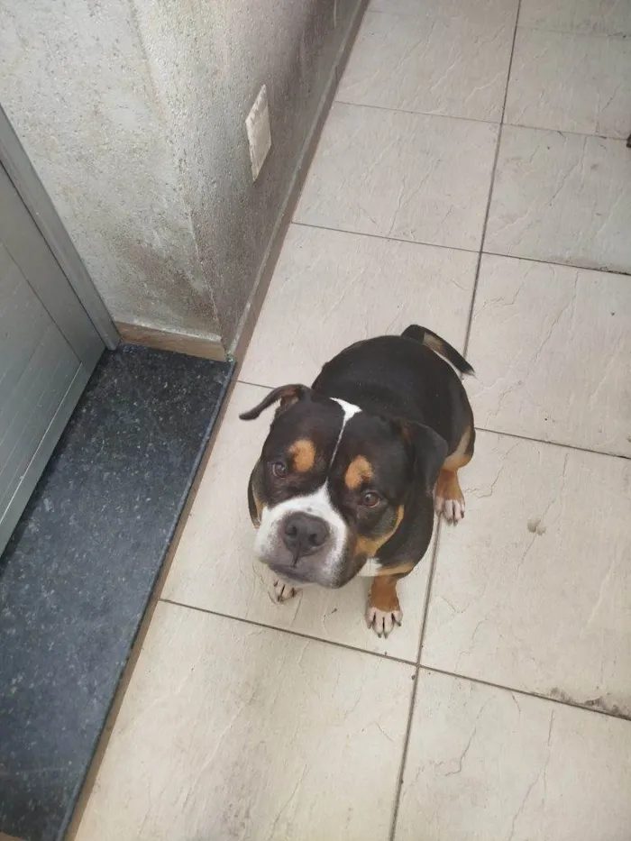 Cachorro ra a SRD-ViraLata idade 2 a 6 meses nome Falar com Bianca - Whats 11 91319-2409