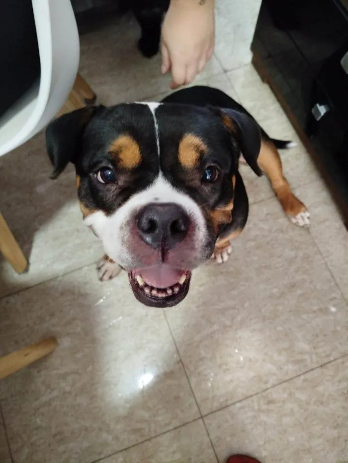 Cachorro ra a SRD-ViraLata idade 2 a 6 meses nome Falar com Bianca - Whats 11 91319-2409