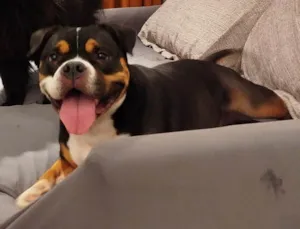 Cachorro raça SRD-ViraLata idade 2 a 6 meses nome Falar com Bianca - Whats 11 91319-2409