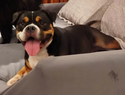 Cachorro raça SRD-ViraLata idade 2 a 6 meses nome Falar com Bianca - Whats 11 91319-2409