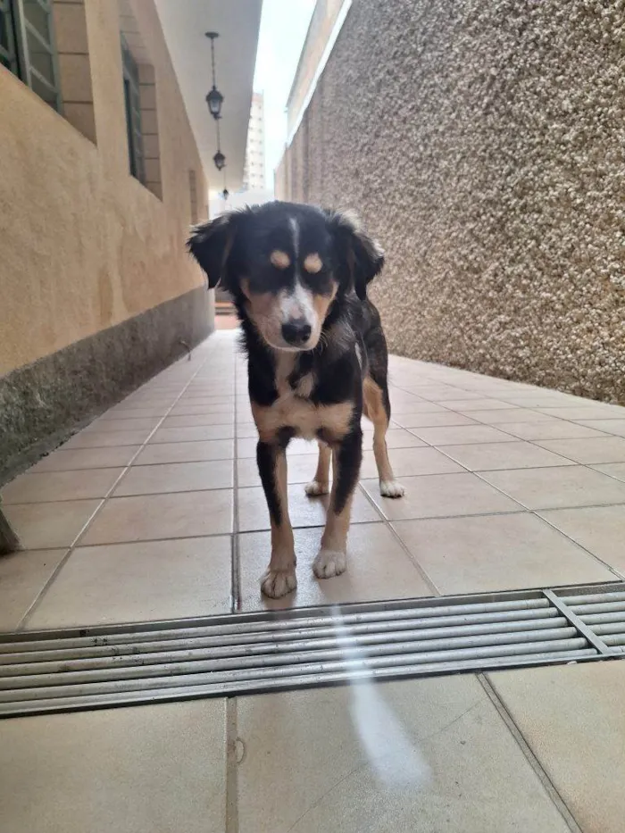 Cachorro ra a SRD-ViraLata idade 2 a 6 meses nome Falar com Grazi - Whats 11 97131-7790