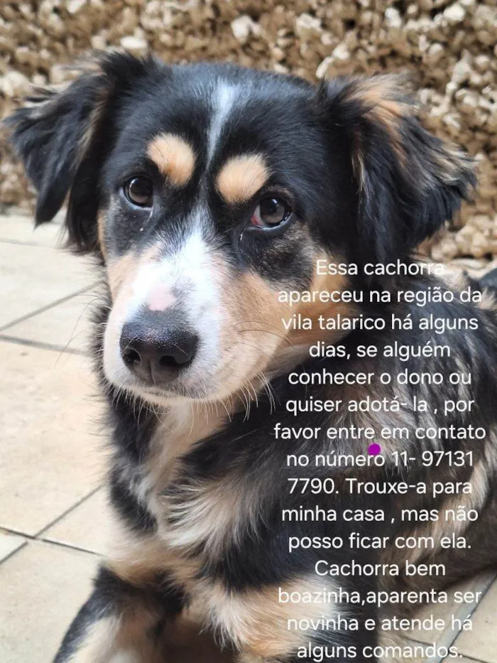 Cachorro ra a SRD-ViraLata idade 2 a 6 meses nome Falar com Grazi - Whats 11 97131-7790