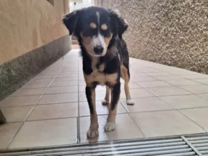 Cachorro raça SRD-ViraLata idade 2 a 6 meses nome Falar com Grazi - Whats 11 97131-7790