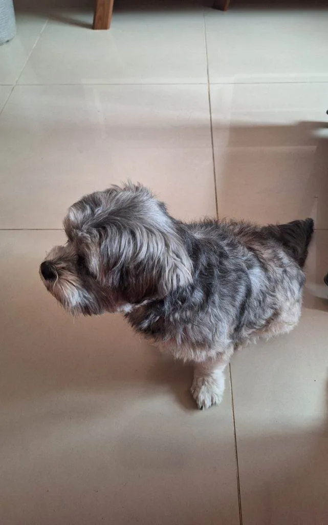Cachorro ra a SRD-ViraLata idade 2 a 6 meses nome Falar com Silmara/Paulo - Whats 11 99889-8484