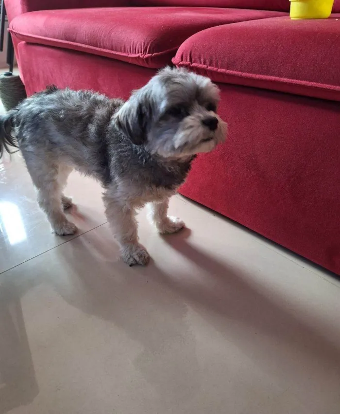 Cachorro ra a SRD-ViraLata idade 2 a 6 meses nome Falar com Silmara/Paulo - Whats 11 99889-8484
