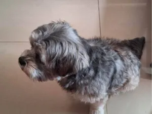 Cachorro raça SRD-ViraLata idade 2 a 6 meses nome Falar com Silmara/Paulo - Whats 11 99889-8484