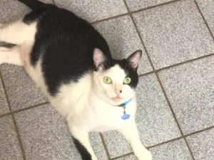Gato raça SRD-ViraLata idade 1 ano nome Franks