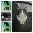 Rodolfo 