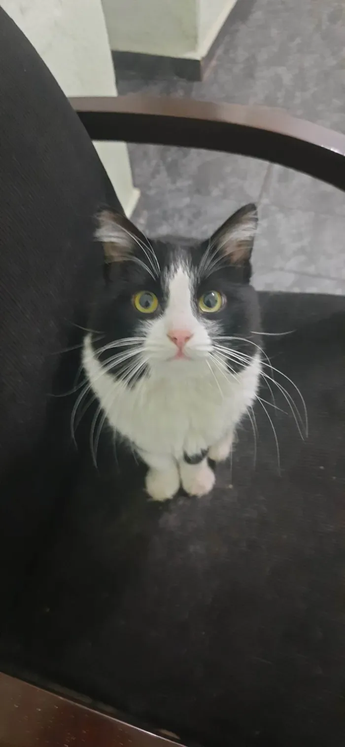 Gato ra a SRD-ViraLata idade 6 ou mais anos nome Rodolfo 