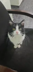 Rodolfo