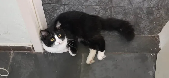 Gato ra a SRD-ViraLata idade 6 ou mais anos nome Rodolfo 
