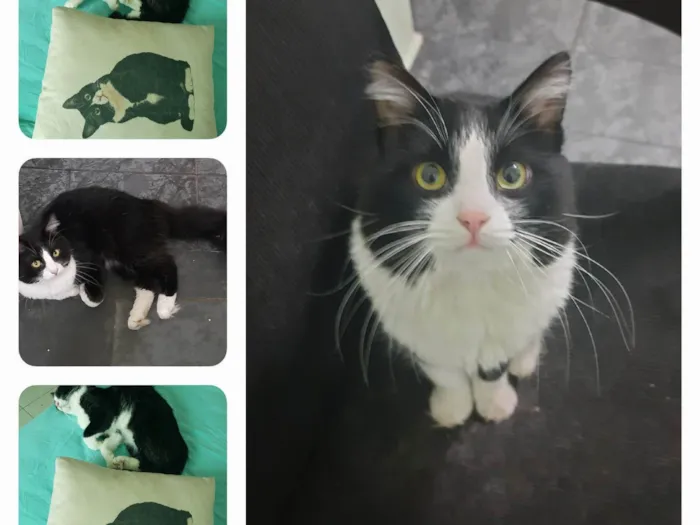 Gato ra a SRD-ViraLata idade 6 ou mais anos nome Rodolfo 
