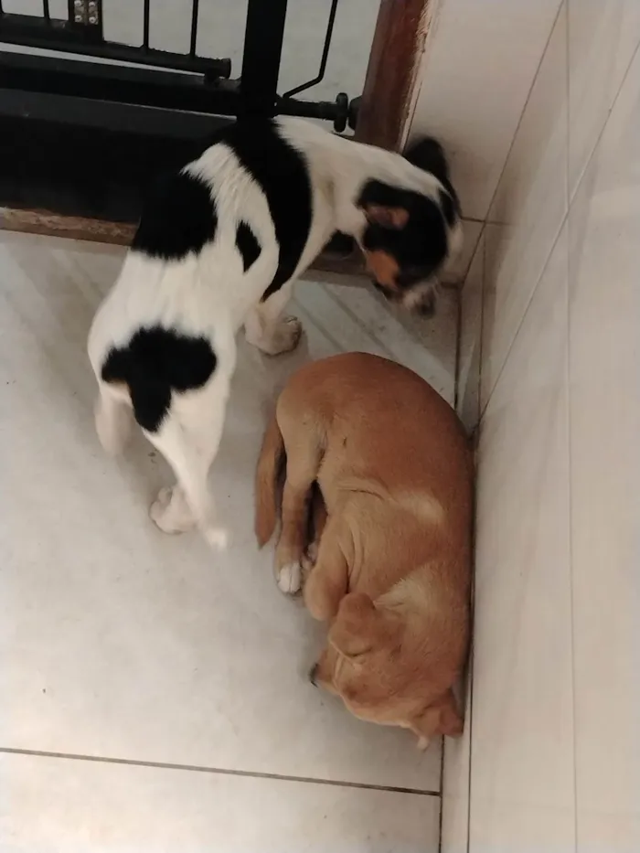 Cachorro ra a SRD-ViraLata idade 7 a 11 meses nome Belinha F, cristal F, Frederico M, Jack M
