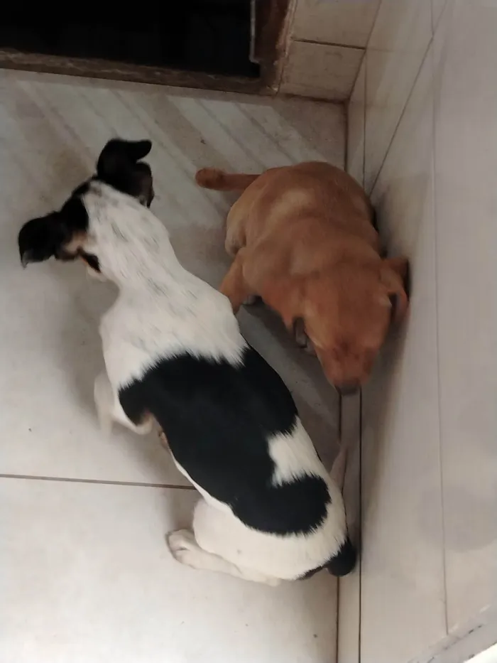 Cachorro ra a SRD-ViraLata idade 7 a 11 meses nome Belinha F, cristal F, Frederico M, Jack M
