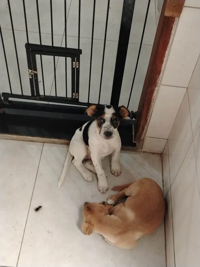 Cachorro ra a SRD-ViraLata idade 7 a 11 meses nome Belinha F, cristal F, Frederico M, Jack M