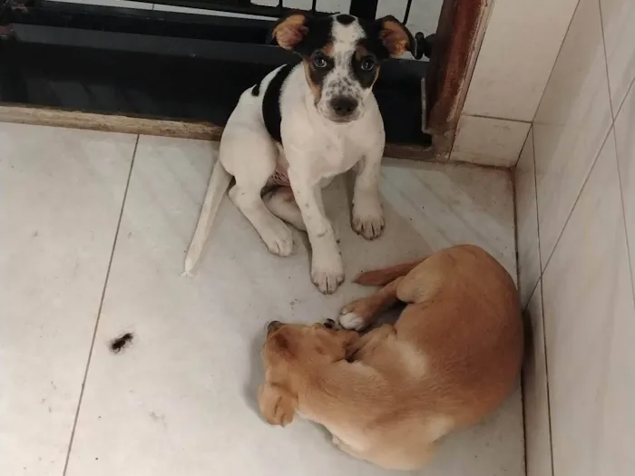 Cachorro ra a SRD-ViraLata idade 7 a 11 meses nome Belinha F, cristal F, Frederico M, Jack M