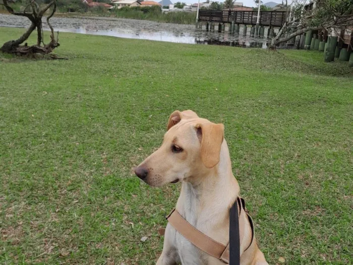 Cachorro ra a Labrador idade 2 a 6 meses nome Jade 