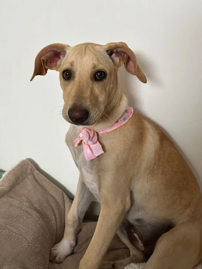 Cachorro ra a Labrador idade 2 a 6 meses nome Jade 