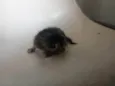  Mamãe guerreira e seus 3 filhotinhos procuram um lar cheio de amor! S2