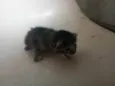  Mamãe guerreira e seus 3 filhotinhos procuram um lar cheio de amor! S2