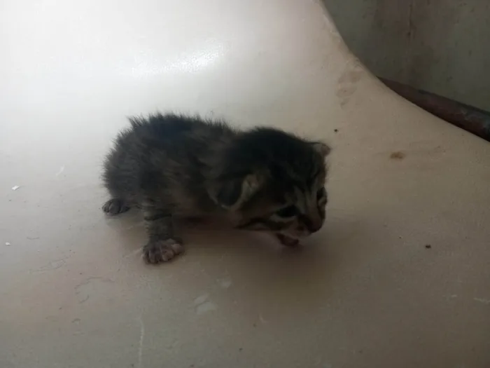 Gato ra a SRD-ViraLata idade Abaixo de 2 meses nome  Mamãe guerreira e seus 3 filhotinhos procuram um lar cheio de amor! S2