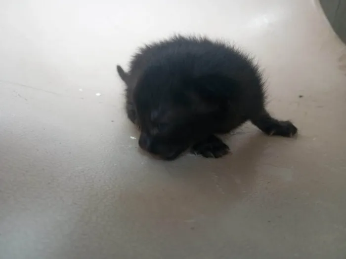 Gato ra a SRD-ViraLata idade Abaixo de 2 meses nome  Mamãe guerreira e seus 3 filhotinhos procuram um lar cheio de amor! S2