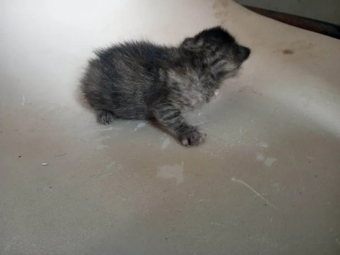Gato ra a SRD-ViraLata idade Abaixo de 2 meses nome  Mamãe guerreira e seus 3 filhotinhos procuram um lar cheio de amor! S2