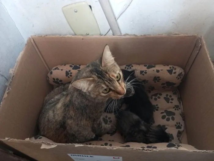 Gato ra a SRD-ViraLata idade Abaixo de 2 meses nome  Mamãe guerreira e seus 3 filhotinhos procuram um lar cheio de amor! S2