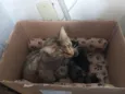 Mamãe guerreira e seus 3 filhotinhos procuram um lar cheio de amor! S2