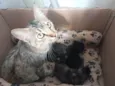  Mamãe guerreira e seus 3 filhotinhos procuram um lar cheio de amor! S2