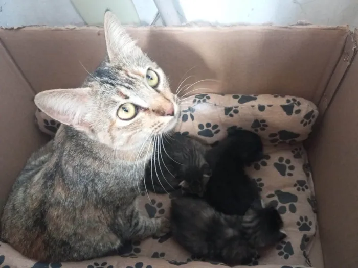 Gato ra a SRD-ViraLata idade Abaixo de 2 meses nome  Mamãe guerreira e seus 3 filhotinhos procuram um lar cheio de amor! S2
