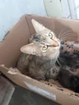  Mamãe guerreira e seus 3 filhotinhos procuram um lar cheio de amor! S2