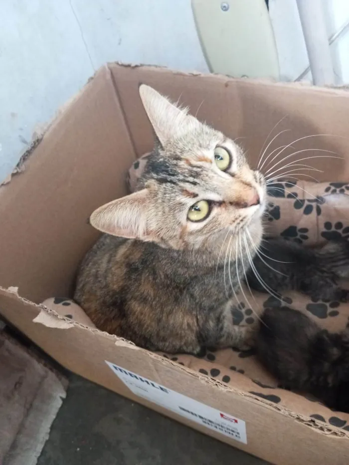Gato ra a SRD-ViraLata idade Abaixo de 2 meses nome  Mamãe guerreira e seus 3 filhotinhos procuram um lar cheio de amor! S2