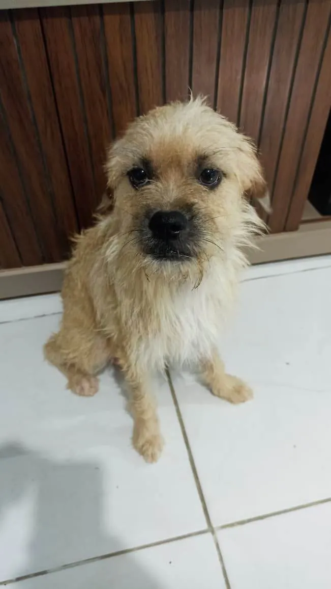 Cachorro ra a SRD-ViraLata idade 1 ano nome Zig e Gordinha