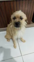 Zig e Gordinha