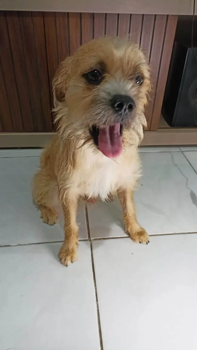 Cachorro ra a SRD-ViraLata idade 1 ano nome Zig e Gordinha