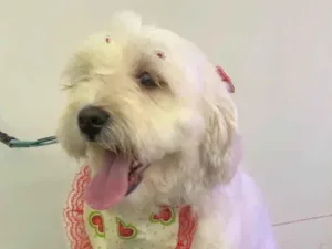 Cachorro raça Poodle idade 2 anos nome Estrela ??