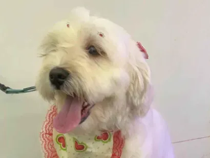 Cachorro raça Poodle idade 2 anos nome Estrela ??