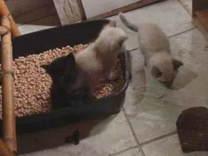 Cachorro raça SRD-ViraLata idade Abaixo de 2 meses nome Falar com iara - Whats 11 96147-1741