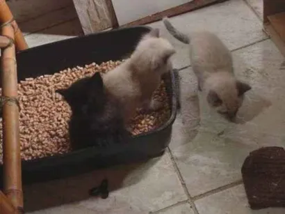 Cachorro raça SRD-ViraLata idade Abaixo de 2 meses nome Falar com iara - Whats 11 96147-1741