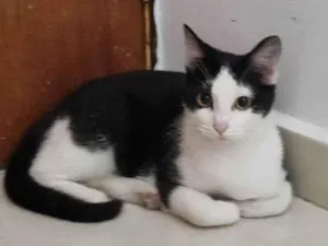 Gato raça SRD-ViraLata idade 2 a 6 meses nome Falar com Pâmela - Whats 11 91478-2416