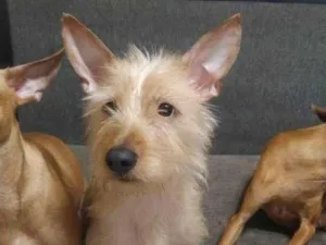 Cachorro raça SRD-ViraLata idade 2 a 6 meses nome Falar com Luana - Whats 11 91342-9284