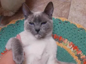Gato raça SRD-ViraLata idade 2 a 6 meses nome  Falar com Marilia - Whats 11 96094-4410