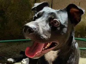 Cachorro raça SRD-ViraLata idade 2 a 6 meses nome  Falar com Alexsander - Whats 11 91769-1621