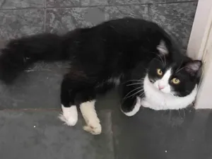 Gato raça SRD-ViraLata idade 6 ou mais anos nome Rodolfo 