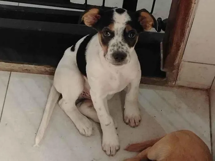 Cachorro ra a SRD-ViraLata idade 7 a 11 meses nome Belinha F, cristal F, Frederico M, Jack M