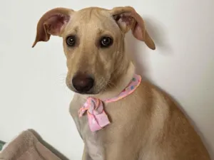 Cachorro raça Labrador idade 2 a 6 meses nome Jade 