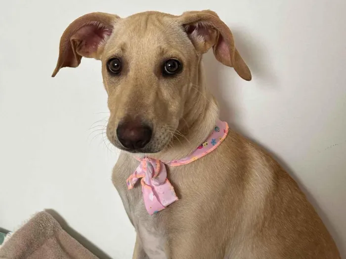 Cachorro ra a Labrador idade 2 a 6 meses nome Jade 