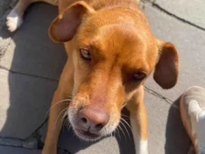 Cachorro raça SRD-ViraLata idade 4 anos nome Flora 